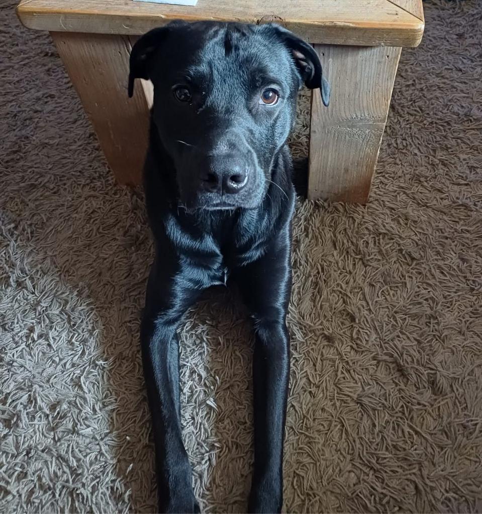 Kruising Stafford X Labrador, Dieren en Toebehoren, Honden | Niet-rashonden, Reu, 1 tot 2 jaar, Eén hond, Middel