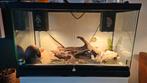 Terarrium L81 x B36 x H50 incl. Toebehoren, Dieren en Toebehoren, Reptielen en Amfibieën | Toebehoren, Ophalen