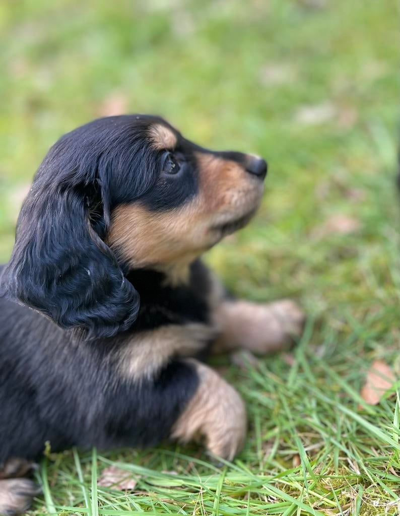 Mooi black and creme teckeltjes, Parvo, 8 tot 15 weken, Dwerg, Langhaar