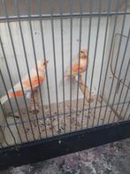 t.k.jongen 3xman en 6 poppen harlekijn kanaries 2025sep, Dieren en Toebehoren, Vogels | Kanaries, Meerdere dieren, Kleurkanarie