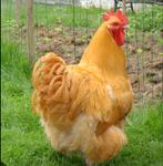 Gezocht kippen voor export, Meerdere dieren, Kip