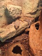 Terrarium met drie luipaardsgekko's, Hagedis, 0 tot 2 jaar