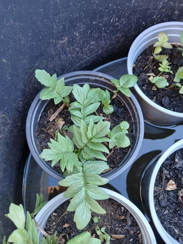 Valeriaan plant - Jonge plantjes, Ophalen, Vaste plant, Halfschaduw, Kruiden