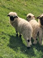 2 ramlammeren te koop, Dieren en Toebehoren, Mannelijk, Schaap, 0 tot 2 jaar