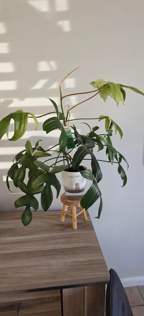 Philodendron Florida Ghost (2 plantjes in 1 pot), Huis en Inrichting, Kamerplanten, Ophalen, Overige soorten, Halfschaduw, In pot