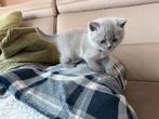 Britse korthaar  Nog 1 leuk kitten (gereserveerd ), Meerdere dieren, Ontwormd, 0 tot 2 jaar