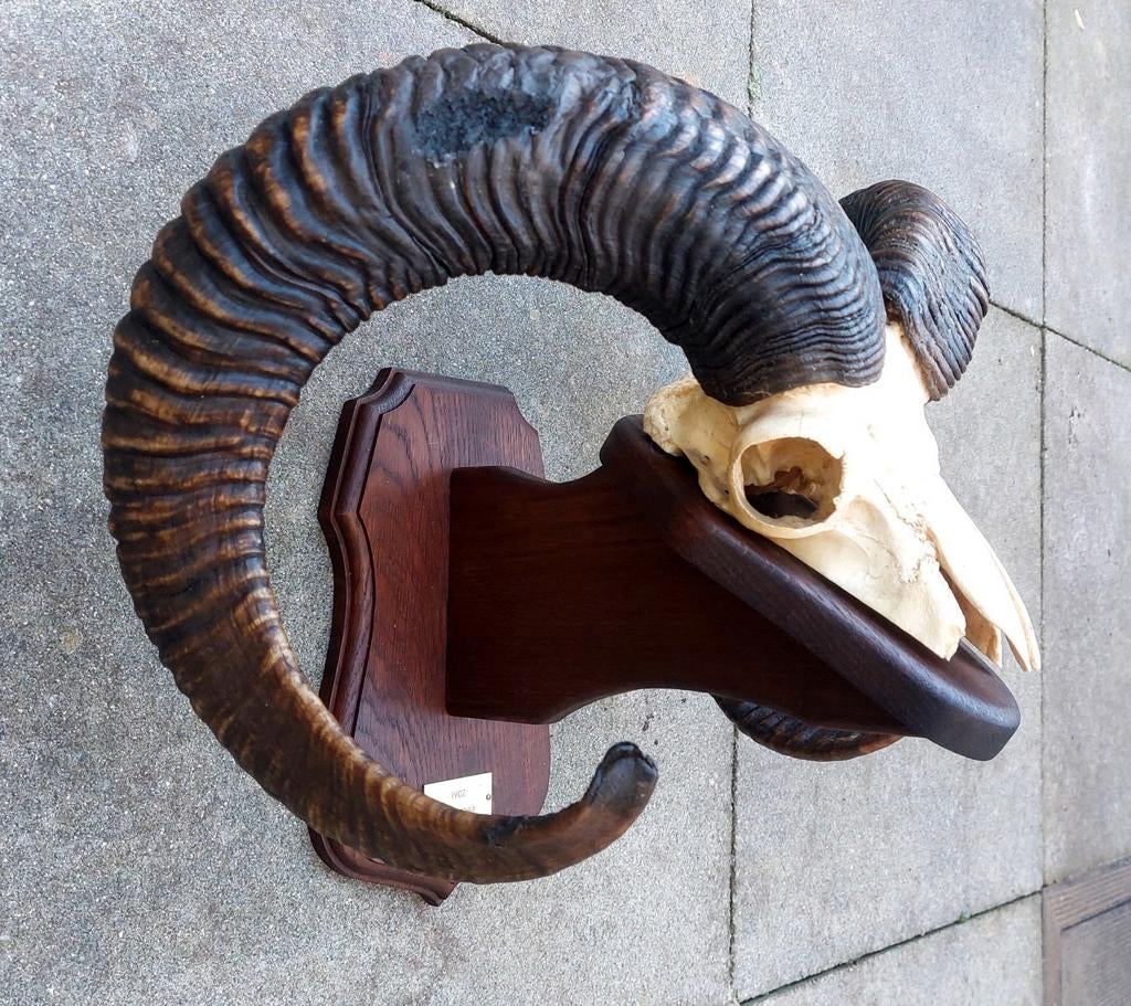 Schedel Grote moeflon, Ophalen of Verzenden, Gebruikt, Schedel