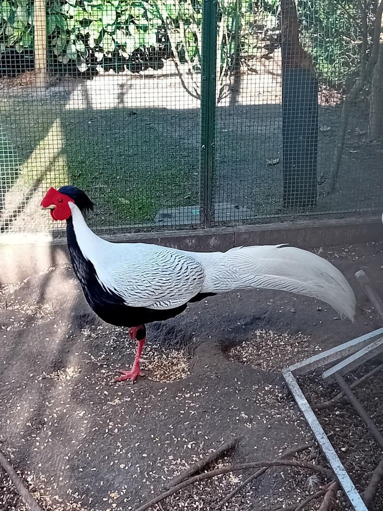 Zilverfazant haan, Dieren en Toebehoren, Pluimvee, Mannelijk, Overige soorten