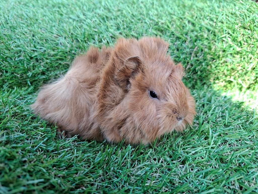 3 peruvians, Dieren en Toebehoren, Maart, Mannelijk, Cavia
