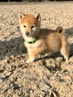 Prachtig nestje Shiba Inu pups 7 puppy’s mogen nest verlaten, Parvo, Overige rassen, 8 tot 15 weken, Meerdere