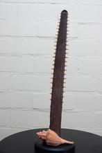 zaagvis rostrum met cites, Ophalen, Zo goed als nieuw, Hert, Gewei of Kop