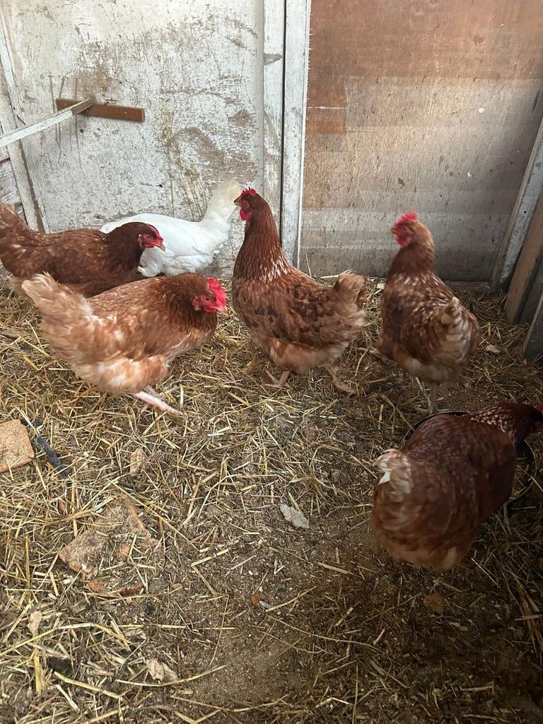 5 bruine Lohmann Leghennen + Haan, Dieren en Toebehoren, Pluimvee, Vrouwelijk, Kip