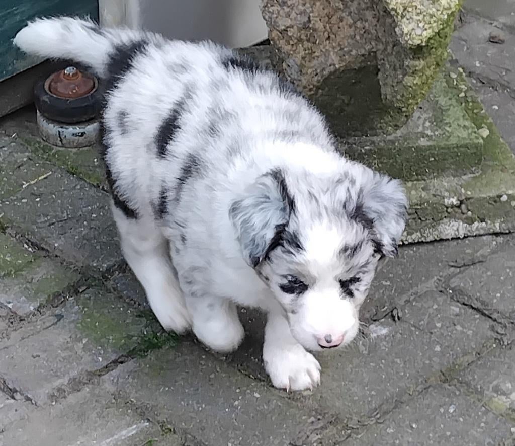 border collie pups, 25% australian shepherd, Reu, 8 tot 15 weken, Collie, Parvo