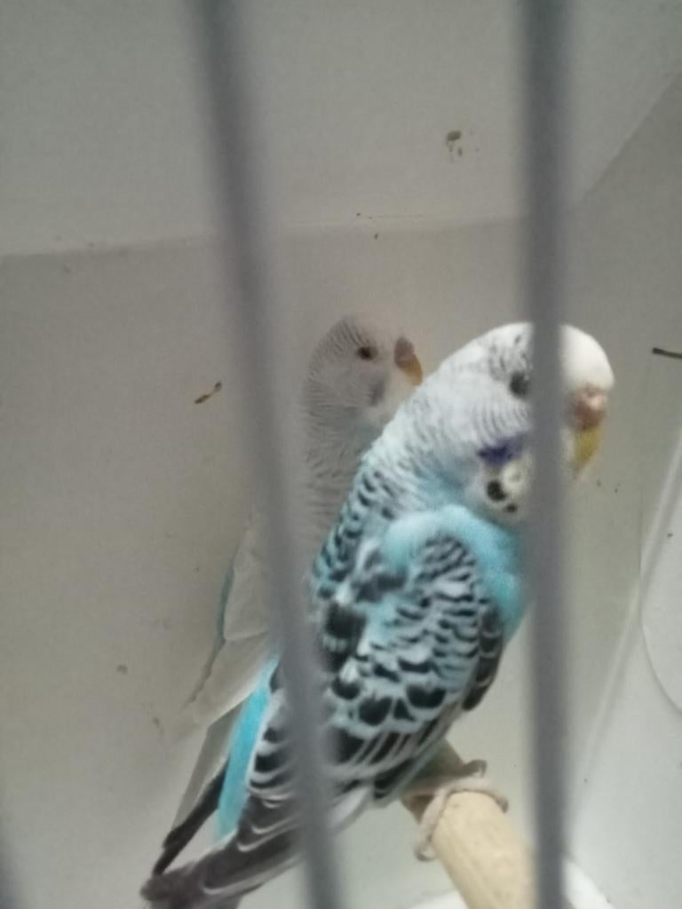 2 mooi koppels grasparkieten zie omschrijving, Dieren en Toebehoren, Meerdere dieren, Parkiet