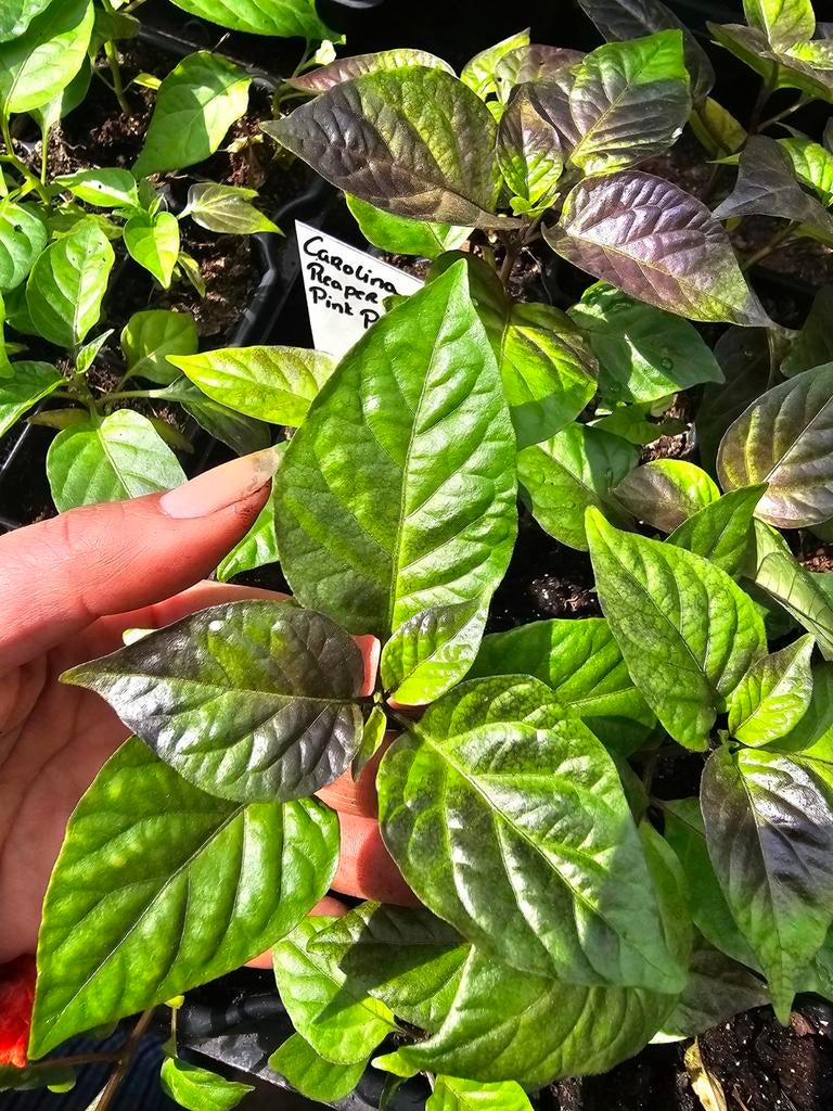Carolina Reaper Pink Peach plantjes, Tuin en Terras, Planten | Tuinplanten, Ophalen of Verzenden, Eenjarig, Overige soorten, Volle zon