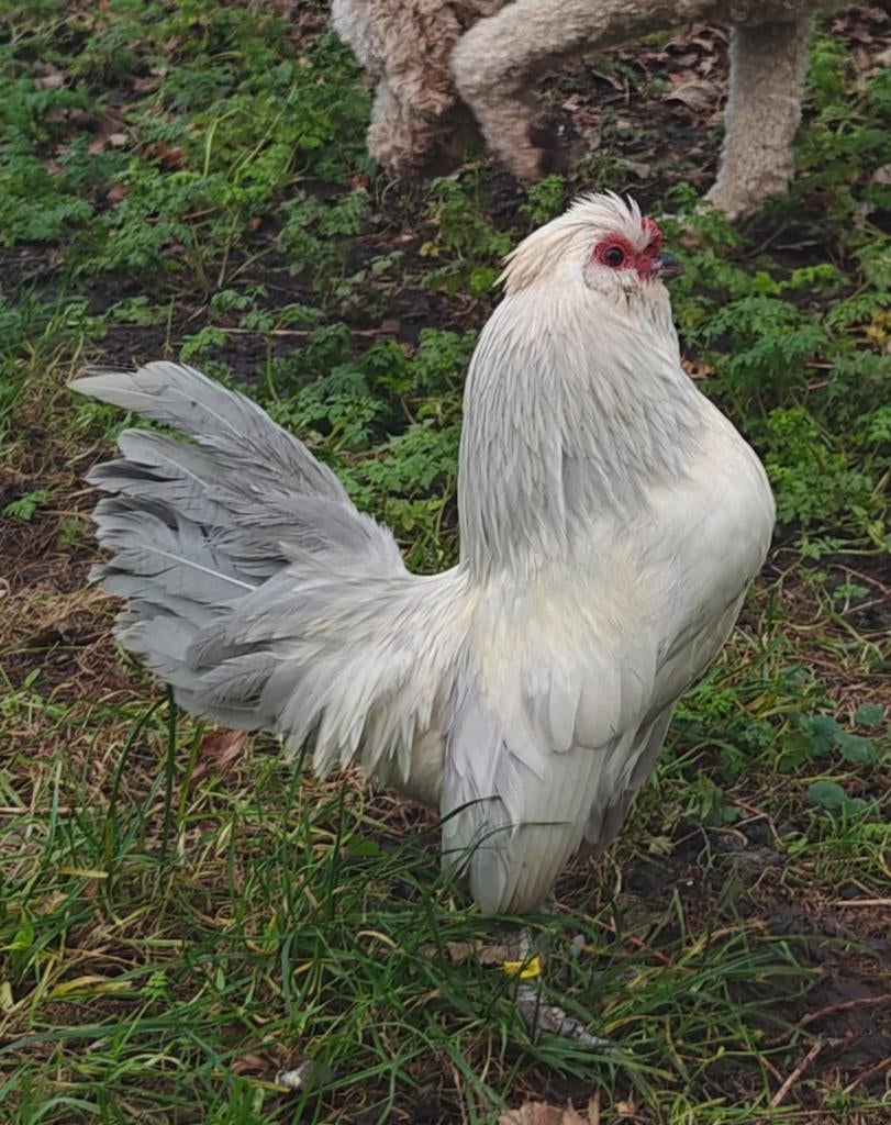 Watermaalse baardkriel haan, Dieren en Toebehoren, Pluimvee, Mannelijk, Kip