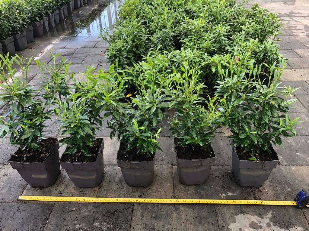 LAURIER SOFIA, Ophalen, Laurier, Minder dan 100 cm