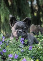 Fluffy Franse Bulldog pups, België, Fokker | Hobbymatig, 8 tot 15 weken, Parvo