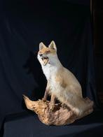 Opgezette vos - Uniek decoratiestuk, Ophalen of Verzenden, Gebruikt, Wild dier, Opgezet dier