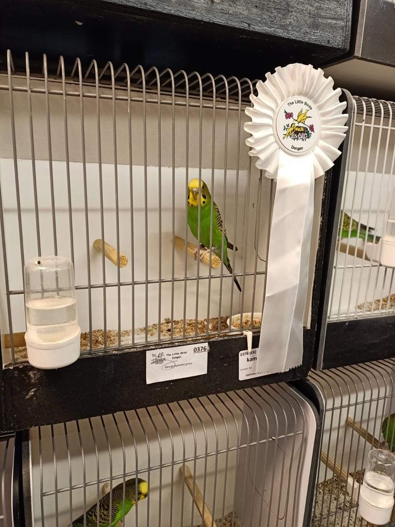 Koppel.broedrijpe tt grasparkieten wildkleur, Dieren en Toebehoren, Vogels | Parkieten en Papegaaien, Meerdere dieren, Parkiet