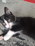 Kitten 9 weken, Kater, 0 tot 2 jaar