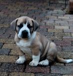Boerboel pups G Ysterberg Mastiff is geen mix, Parvo, Overige rassen, 8 tot 15 weken, Meerdere