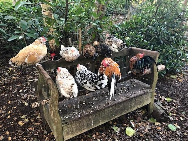 Ukkelse Baardkriel broedeieren kleuren, Dieren en Toebehoren, Geslacht onbekend, Kip