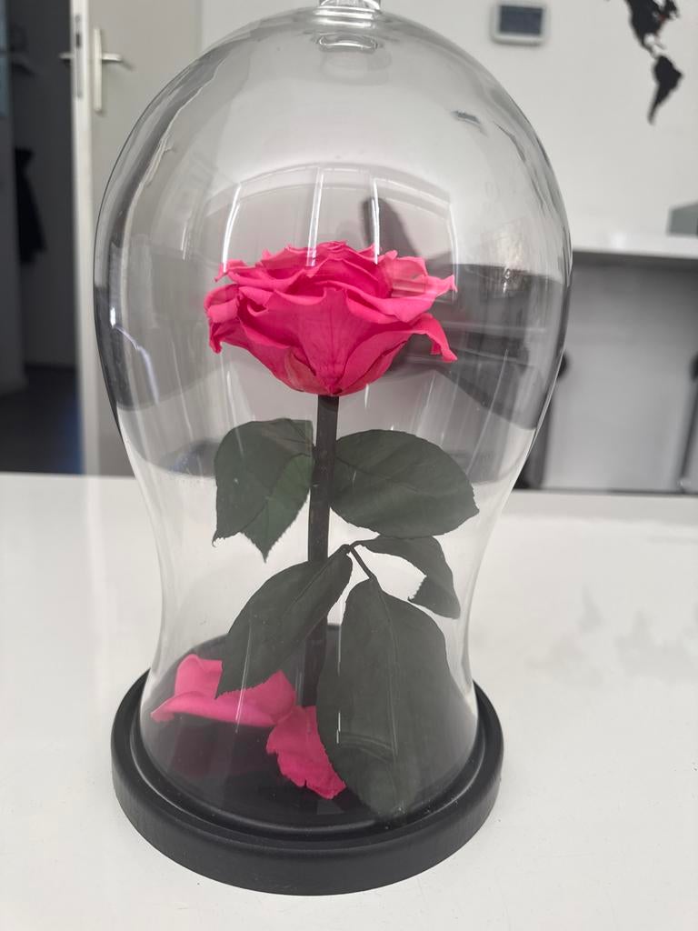 Betoverende Roze Roos in Glazen Stolp - Eeuwig Leven, Ophalen of Verzenden, Nieuw