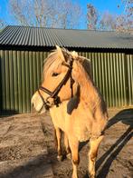 Bruin lederen hoofstel maat full, Dieren en Toebehoren, Ophalen of Verzenden, Overige soorten