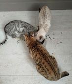 Jonge f6 Savannah zilver zoekt een goed thuis., Dieren en Toebehoren, Katten en Kittens | Raskatten | Korthaar, Kater, Met stamboom