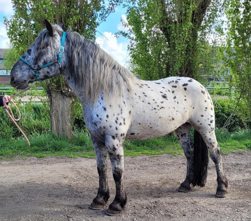 Prachtige unieke Panterbonte Noriker Merrie, Merrie, Met stamboom, 3 tot 6 jaar, Onbeleerd