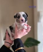 Unieke border collie pups UPDATE, Dieren en Toebehoren, 8 tot 15 weken, Collie, Meerdere, Meerdere dieren