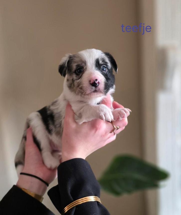 Unieke border collie pups UPDATE, Dieren en Toebehoren, Honden | Herdershonden en Veedrijvers, Meerdere dieren, Collie, Fokker | Hobbymatig