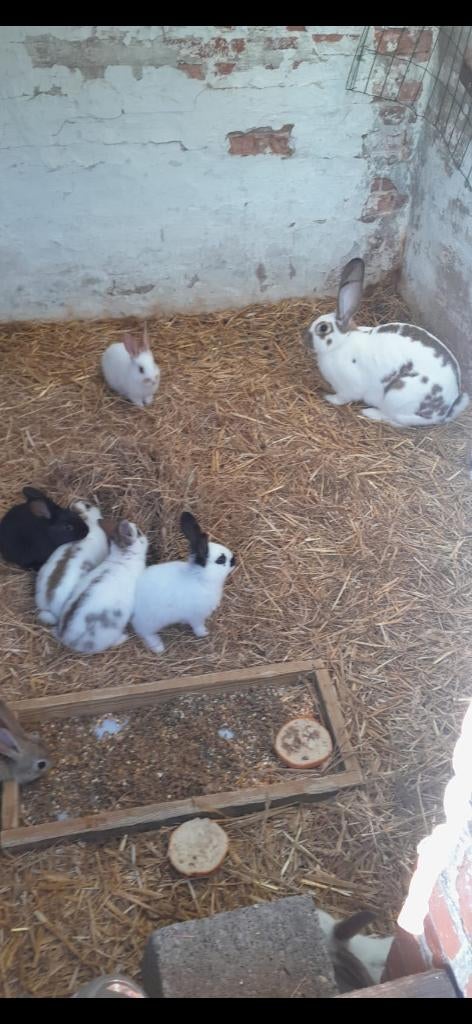 Jonge konijnen, Dieren en Toebehoren, Meerdere dieren, Middelgroot, 0 tot 2 jaar