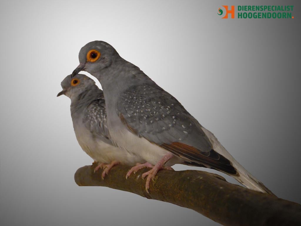 Bonte diamantduif | Tropische vogels | Volièrevogels, Meerdere dieren, Overige soorten