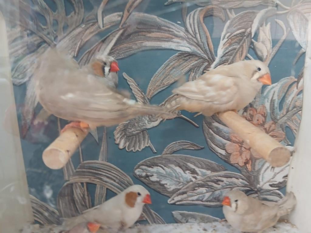 Koppels zebravinken, Meerdere dieren