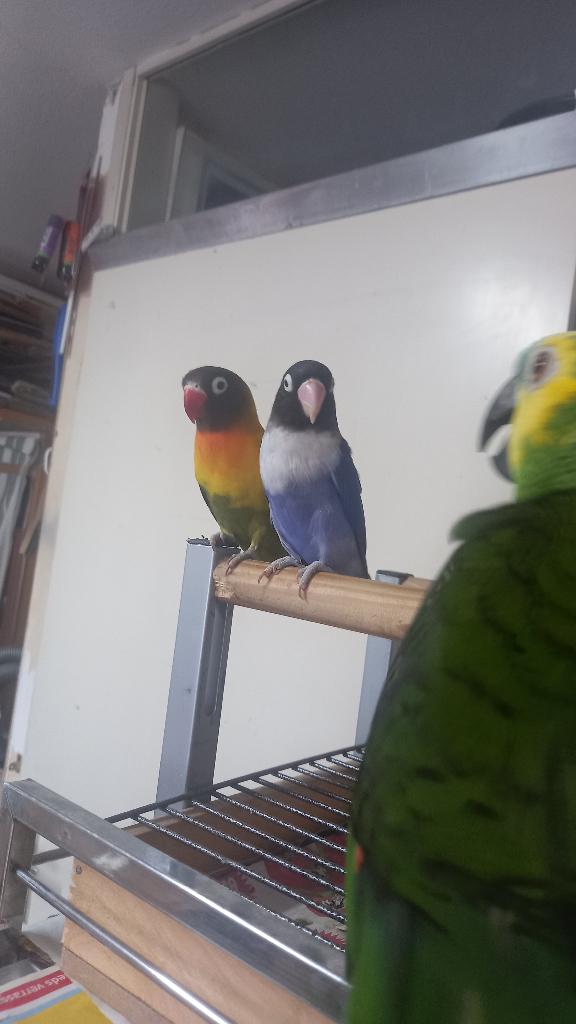 Agapornis vogel Koppel dwerg papegaai, Geslacht onbekend, Dwergpapegaai of Agapornis, Tam