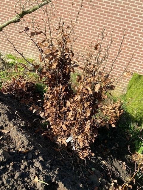 fagus sylvatica maat 80/100cm, Tuin en Terras, Ophalen, Beukenhaag, 100 tot 250 cm