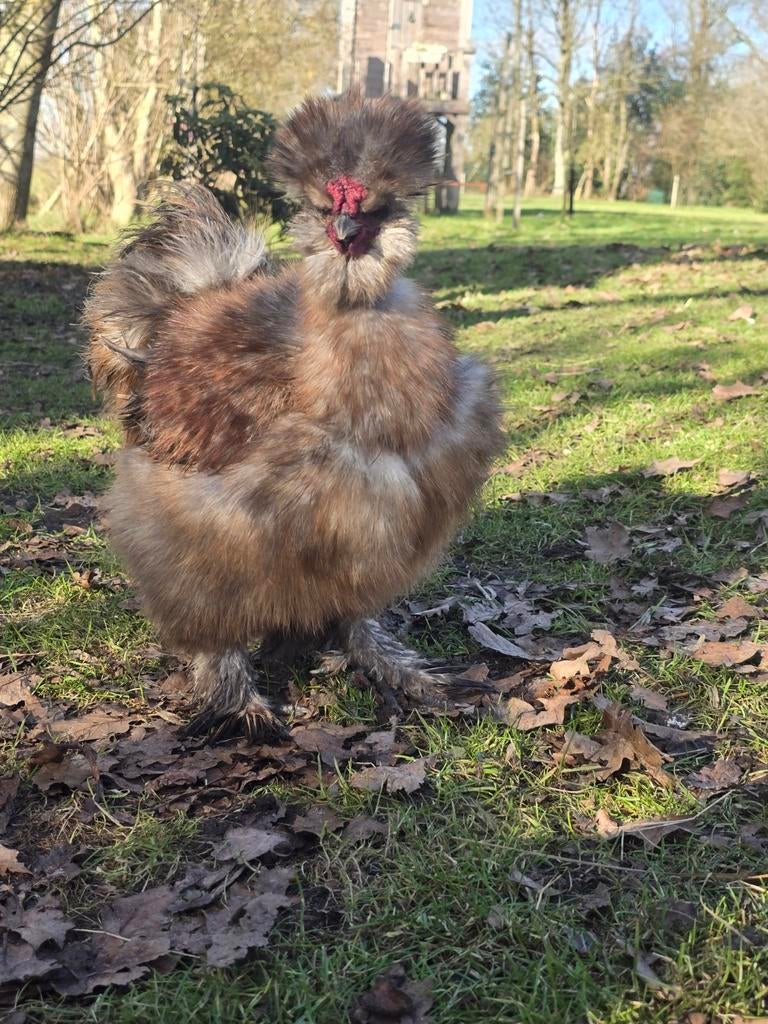 Prachtige Lieve Amerikaanse Zijdehoender/USA Zijdehoen Haan., Mannelijk, Kip