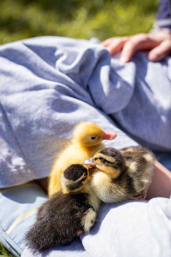 Indische loopeenden kuikens | Gesekst, Meerdere dieren, Eend