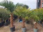 Palmboom/ palmbomen, Tuin en Terras, Planten | Bomen, Lente, 250 tot 400 cm, Palmboom, Ophalen