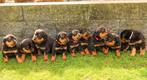 Rottweiler Pups, Overige rassen, 8 tot 15 weken, Parvo, Meerdere