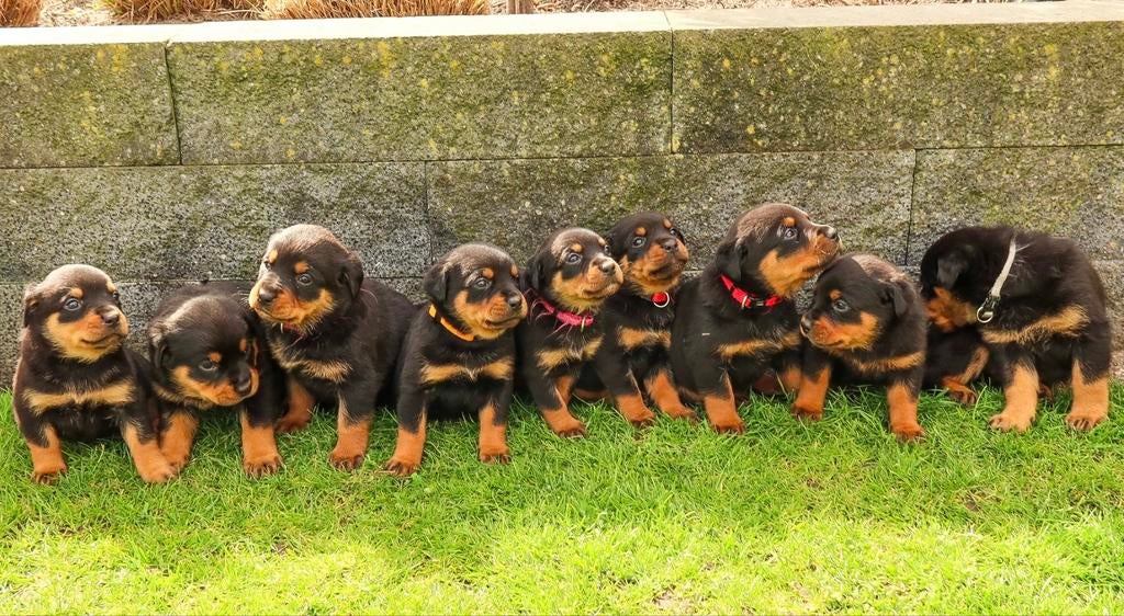 Rottweiler Pups  , mogen vanaf nu uitvliegen, Dieren en Toebehoren, Honden | Herdershonden en Veedrijvers, Meerdere dieren, Overige rassen