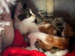 Kitten, Dieren en Toebehoren, Meerdere dieren, 0 tot 2 jaar