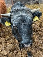 Dexter stier James, Dieren en Toebehoren, Runderen, Mannelijk