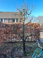 Perenboom te koop, Tuin en Terras, Planten | Bomen, Overige soorten, Lente, 100 tot 250 cm, Ophalen