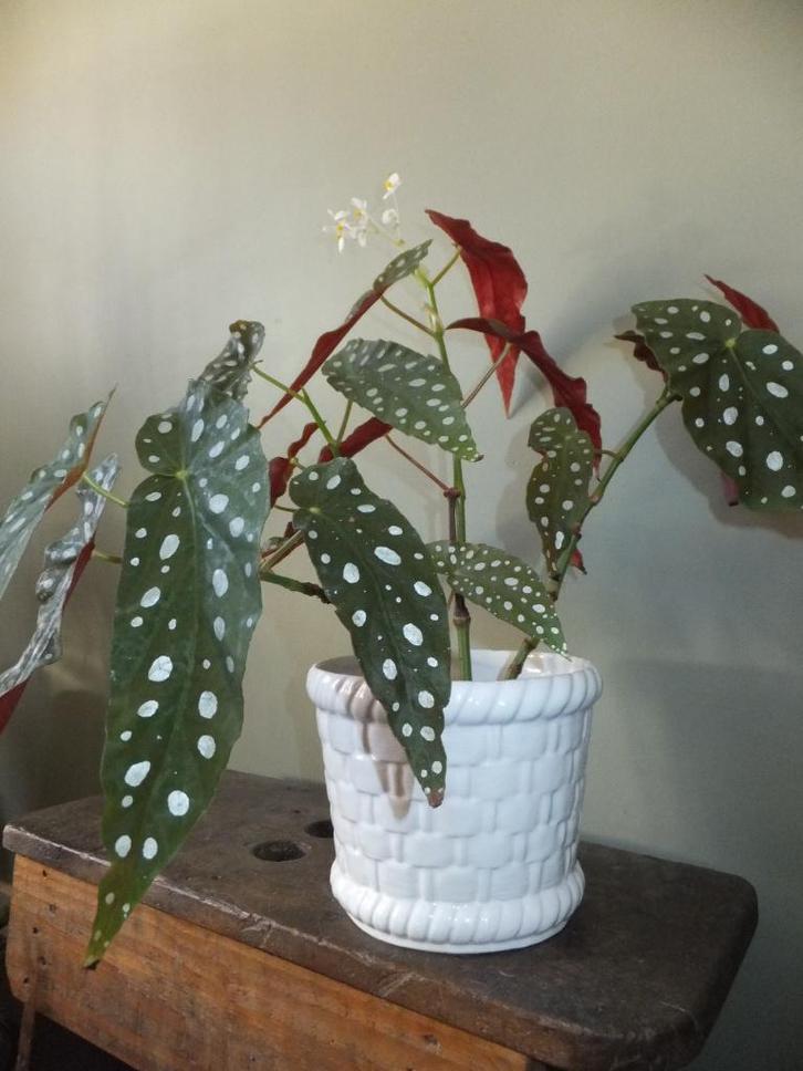 oude vintage gevlochten bloempot gelder collectie Ø18 groot, Huis en Inrichting, Woonaccessoires | Overige, Ophalen