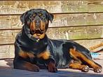 Nestaankondiging rottweiler pups, 8 tot 15 weken, Meerdere, Meerdere dieren, Rottweiler