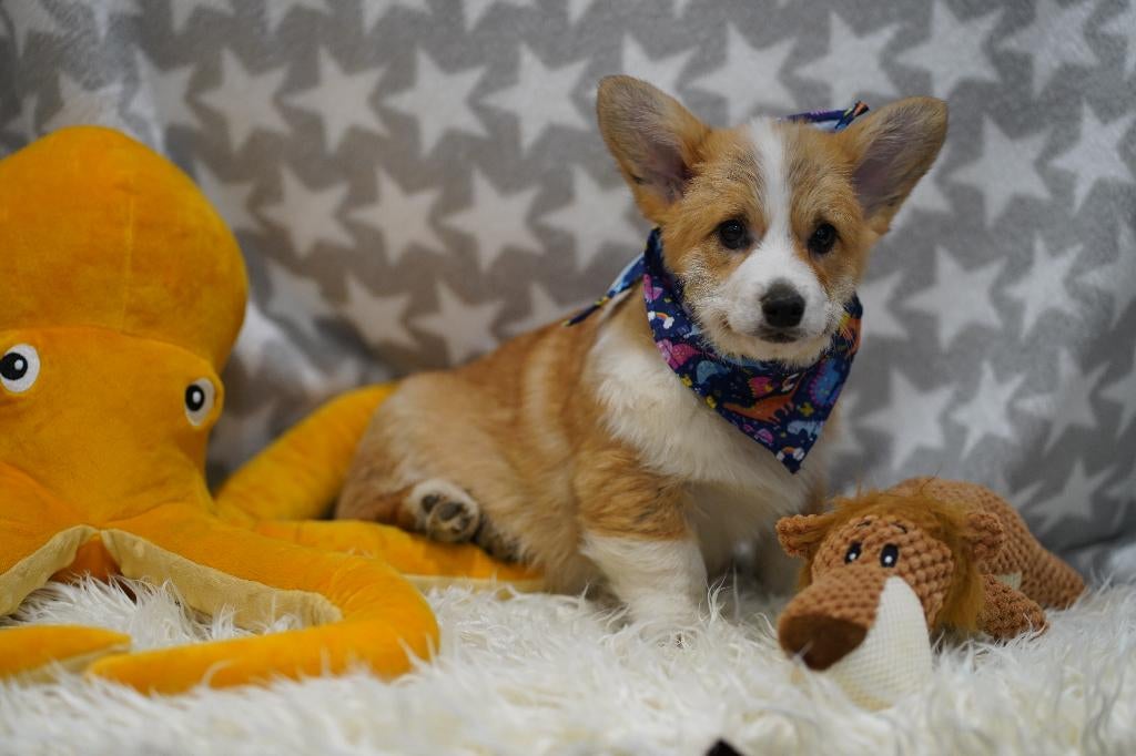 Prachtige en gezonde Welsh Corgi Pembroke puppy’s, Dieren en Toebehoren, Overige rassen, 8 tot 15 weken, Buitenland, Parvo