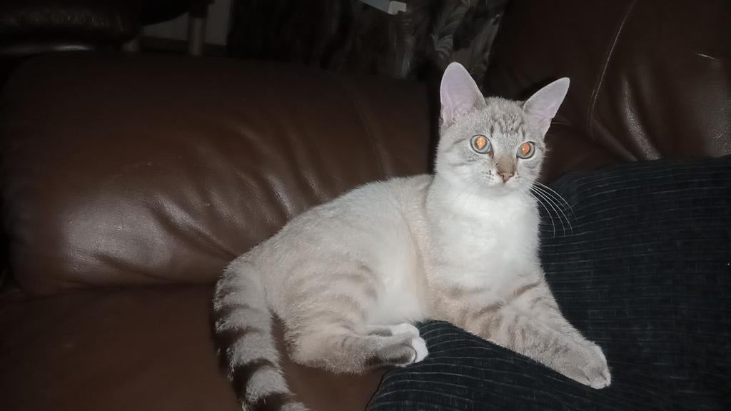 Lynx Point Siamees poesje, Dieren en Toebehoren, Katten en Kittens | Raskatten | Korthaar, Poes, 0 tot 2 jaar, Ontwormd